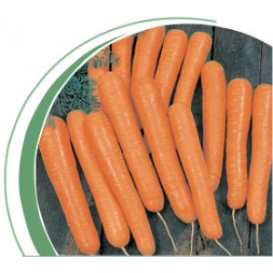 Морковь тип Нантский Болеро F1 (Bolero F1) Вилморин