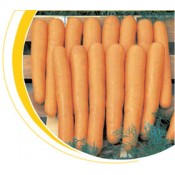 Морковь тип Нантский Маэстро F1 Вилморин