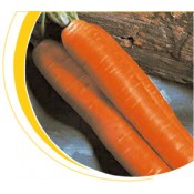 Морковь тип Берликумер Розал (Rosal) Никерсон Цваан