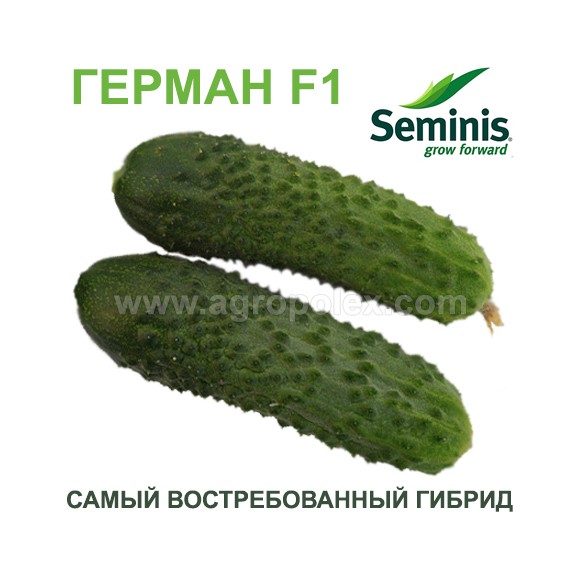 Особливості вирощування огірків Герман: