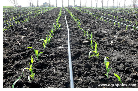 Сахарная кукуруза выращивание кукурузы посев кукурузы Технологиявыращивания кукурузы на капельном орошении
