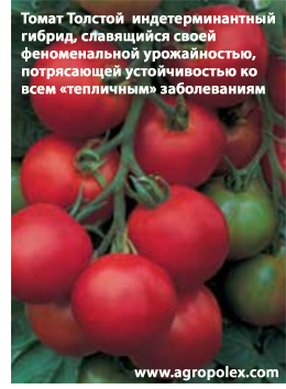 Томат Толстой F1 купить семена томатов Толстой и иные сорта томатов длятеплиц от Бейо лучшие на томат Толстой отзывы фермеров Интернет магазинсемян агрополекс