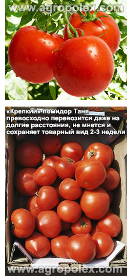 Томат Таня купить детерминантные помидоры Таня селекции Семинис с доставкой томатТаня f1 всегда в наличии в компании Агрополекс лучшая на томат Таня цена