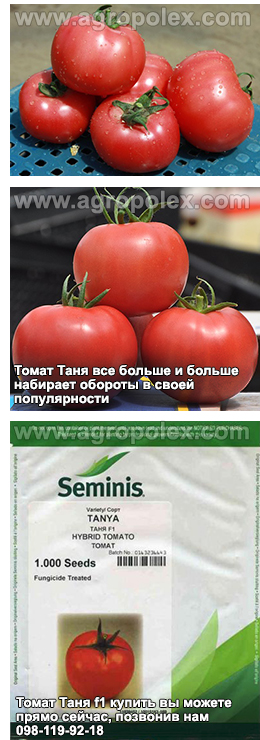 Томат Таня купить детерминантные помидоры Таня селекции Семинис с доставкой томатТаня f1 всегда в наличии в компании Агрополекс лучшая на томат Таня цена